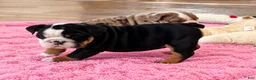 English Bulldog dogs for sale: Beauty  - Ad 5