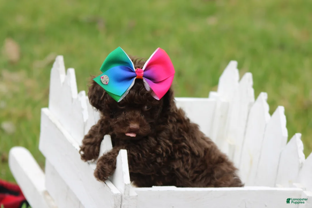 Toy Poodle dogs for sale: Sabrina - Ad 4