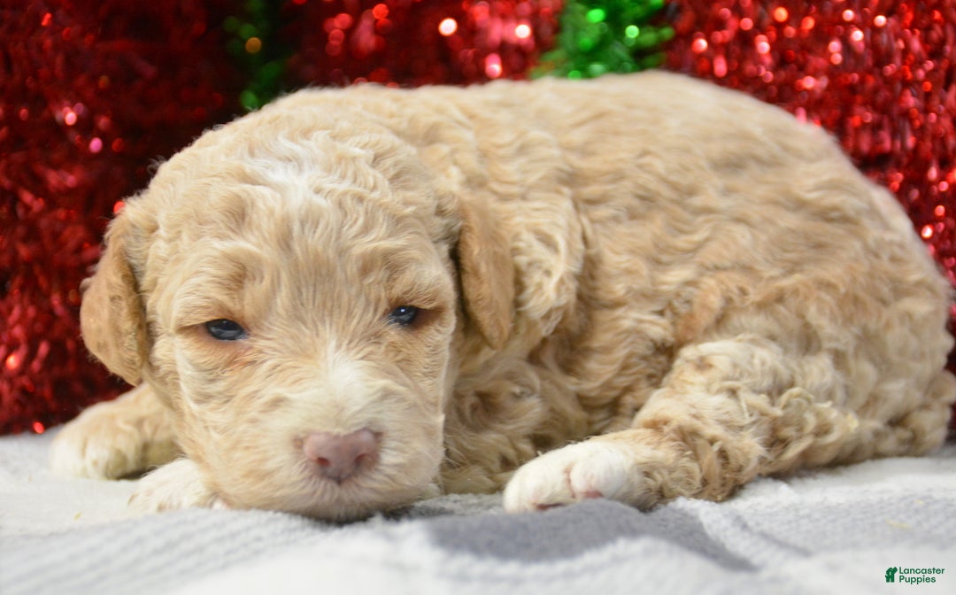 Miniature Poodle dogs for sale: Miniature Poodle Puppy 4 Paris - Ad 3