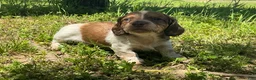 Miniature Dachshund dogs for sale: Atlas-Stunning Symmetrical Tan & White Piebald Long-Haired AKC Male!  - Ad 7