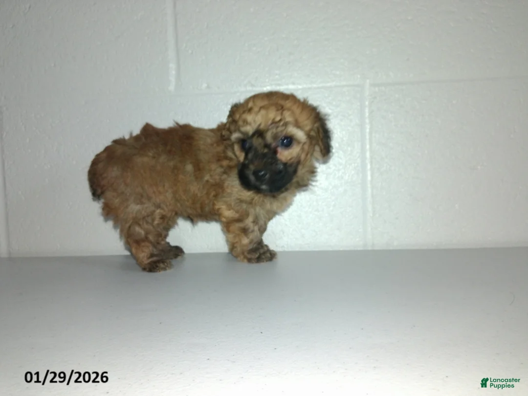 Yorkiepoo dogs for sale: Cody - Ad 18