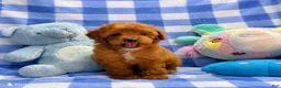 Toy Poodle dogs for sale: Romeo - Ad 2