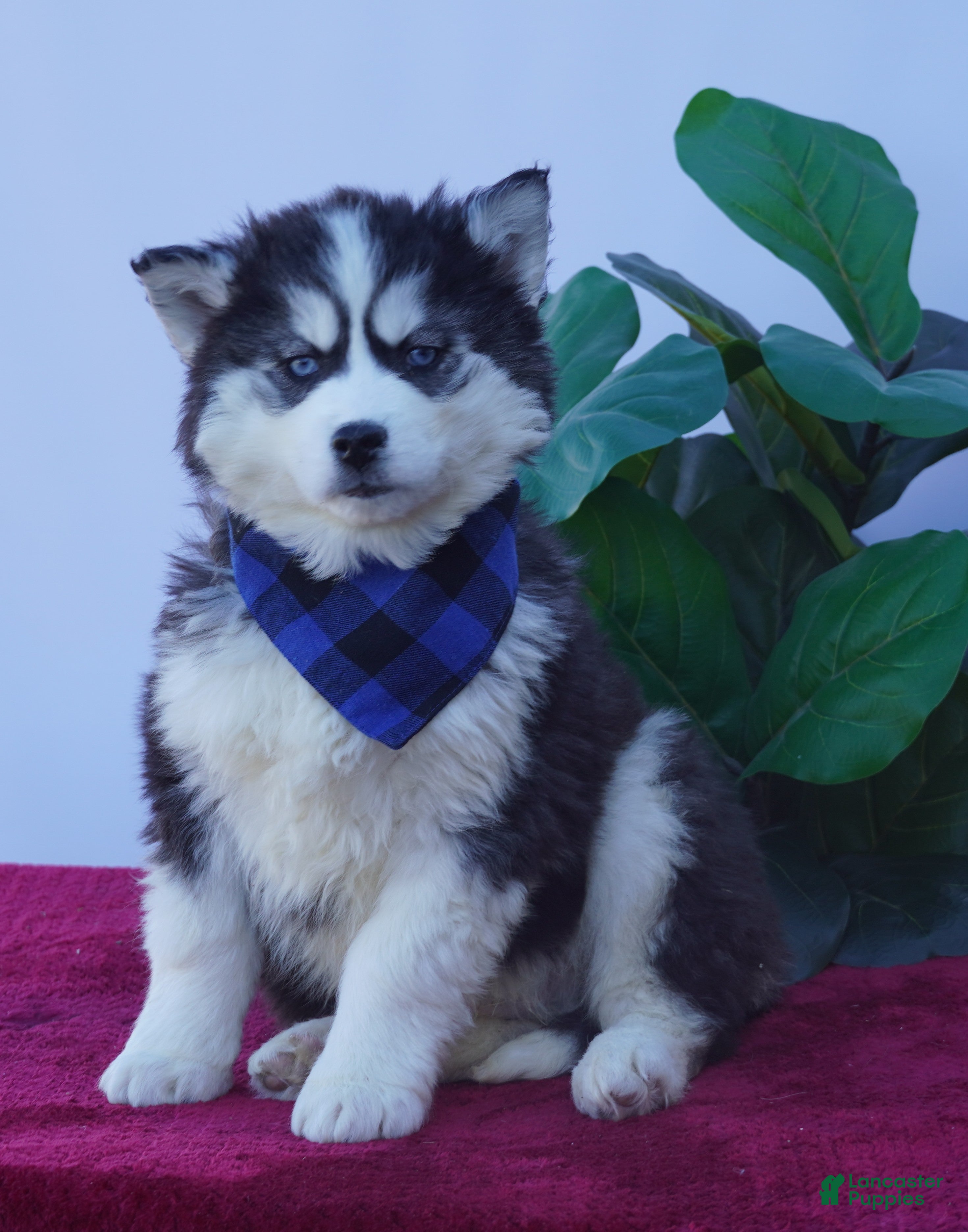 Siberian Husky dogs Timber - Ad 1