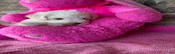 Schnoodle dogs for sale: Tiara - Ad 5