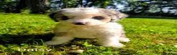 Mini Bernedoodle dogs for sale: Daisy - Ad 5