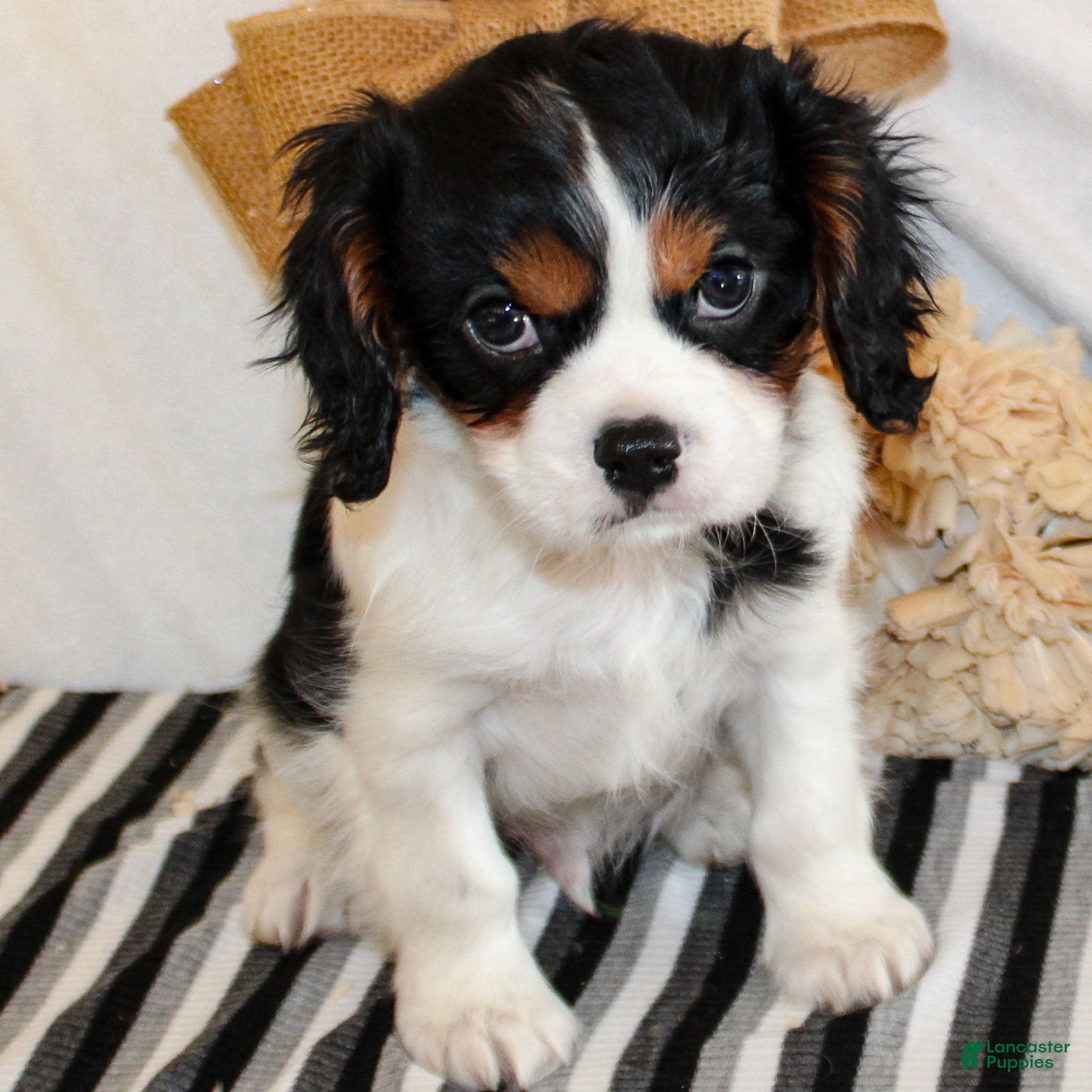 Cavalier King Charles Spaniel dogs Joey  - Ad 10
