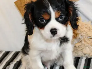 Cavalier King Charles Spaniel dogs Joey - Ad 10