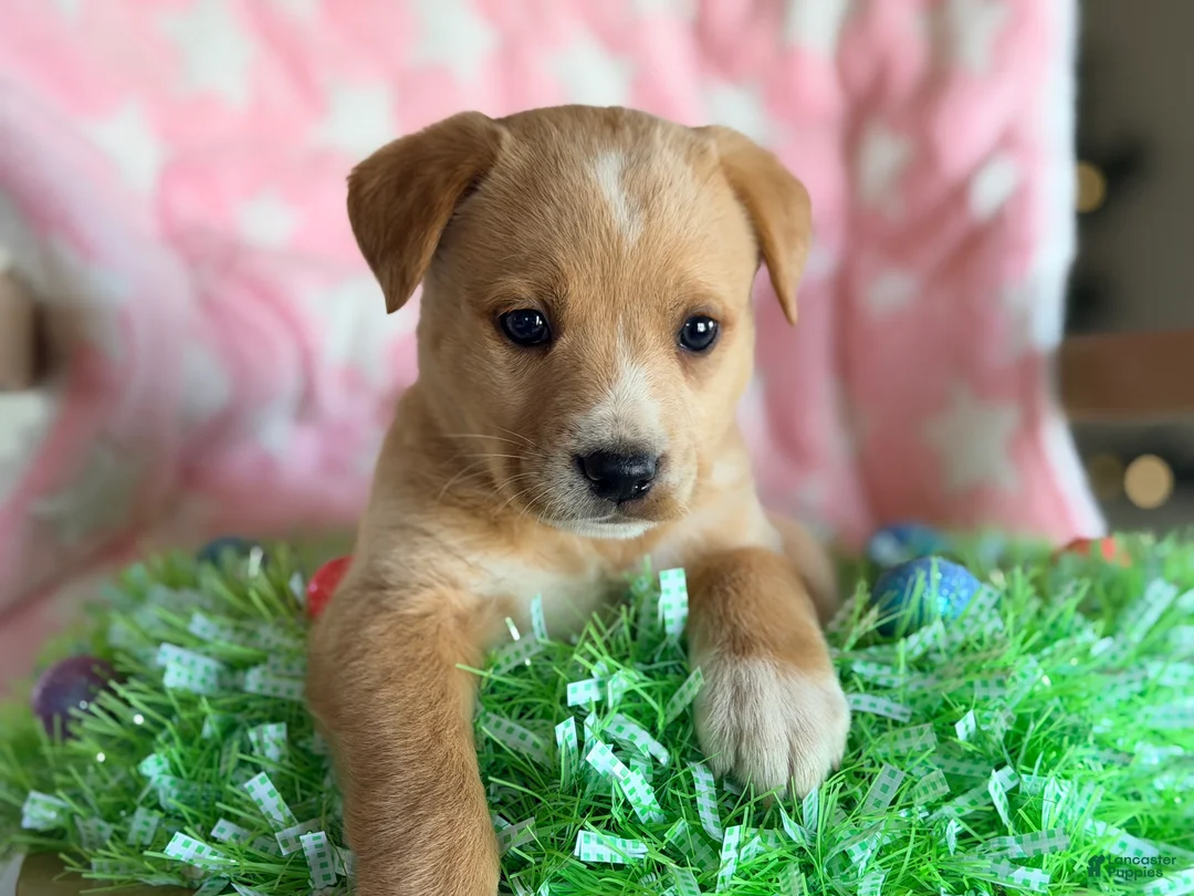 Mixed Breed dogs for sale: Golden Aussie Puppy 3 - Ad 2