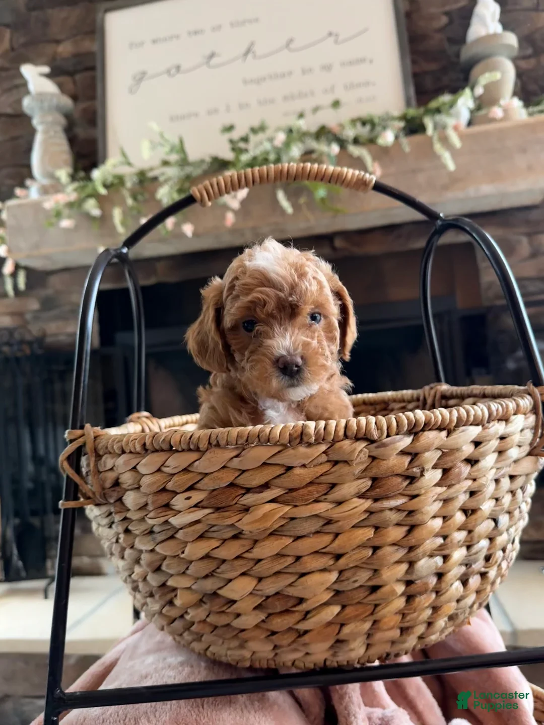 Cavapoo dogs for sale: Crew - Ad 2