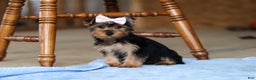 Yorkshire Terrier dogs for sale: Dolly - Ad 3