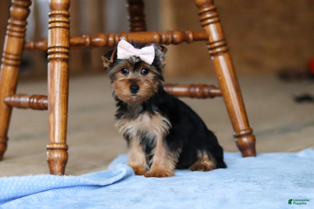 Yorkshire Terrier dogs for sale: Dolly - Ad 3