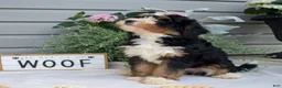 Mini Bernedoodle dogs for sale: Fern - Ad 3