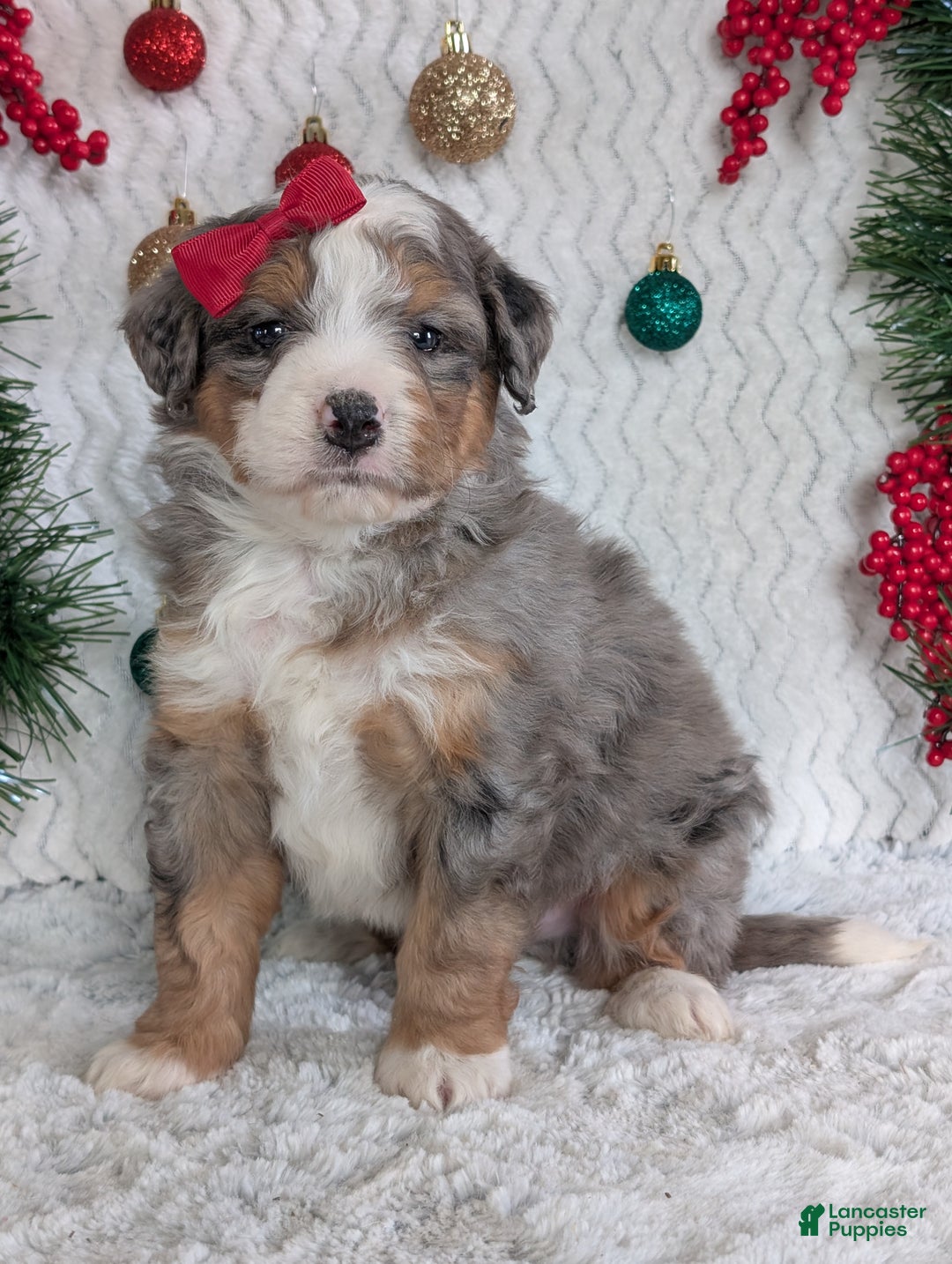 Mini Bernedoodle dogs for sale: Mini Bodie - Ad 10