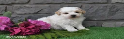 Maltipoo dogs for sale: Ricky - Ad 4