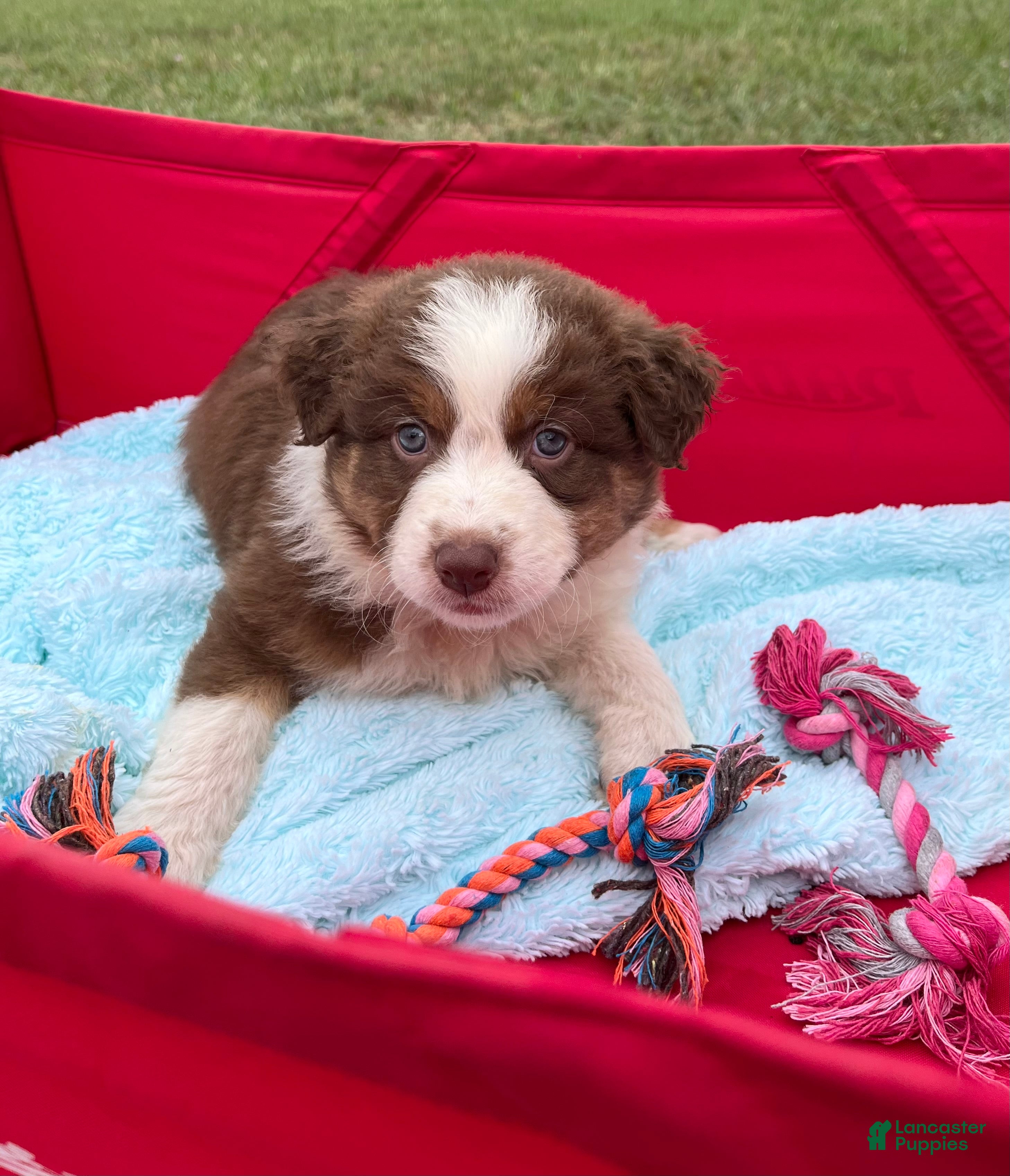 Australian Shepherd dogs Chubbie - Ad 2