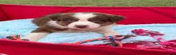 Australian Shepherd dogs for sale: Chubbie - Ad 2