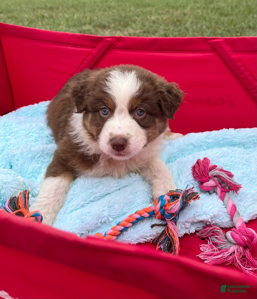 Australian Shepherd dogs for sale: Chubbie - Ad 2