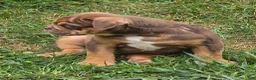 English Bulldog dogs for sale: Tootsie Chocolate and tan  - Ad 8