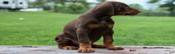 Doberman Pinscher dogs for sale: Gus 🐾 - Ad 3