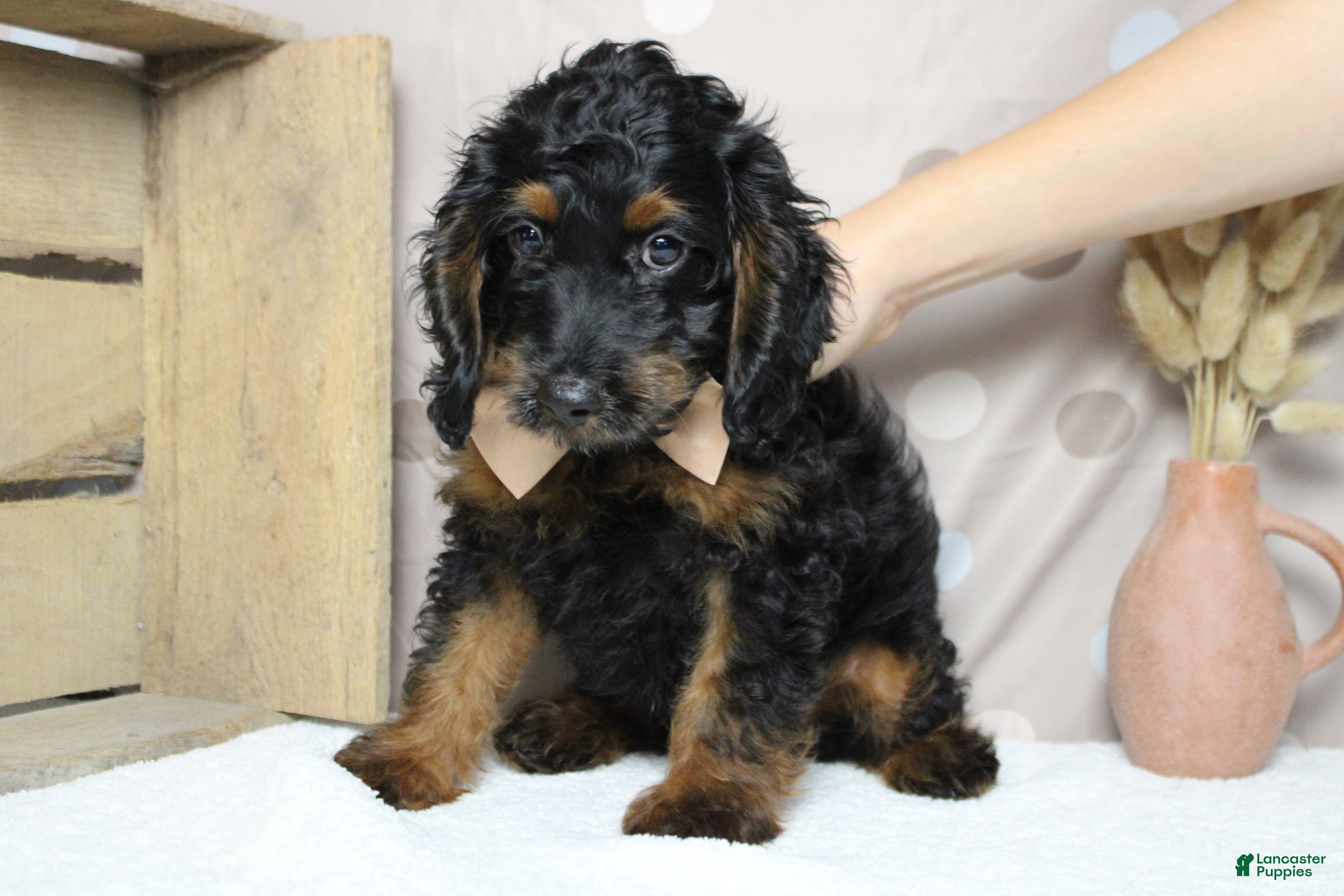 Cockapoo dogs Toffee  - Ad 19
