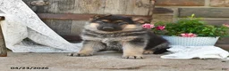 German Shepherd dogs for sale: Chief - Ad 5
