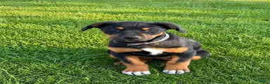 Lab Rot 1 