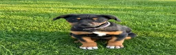Mixed Breed dogs for sale: Lab Rot 1  - Ad 1