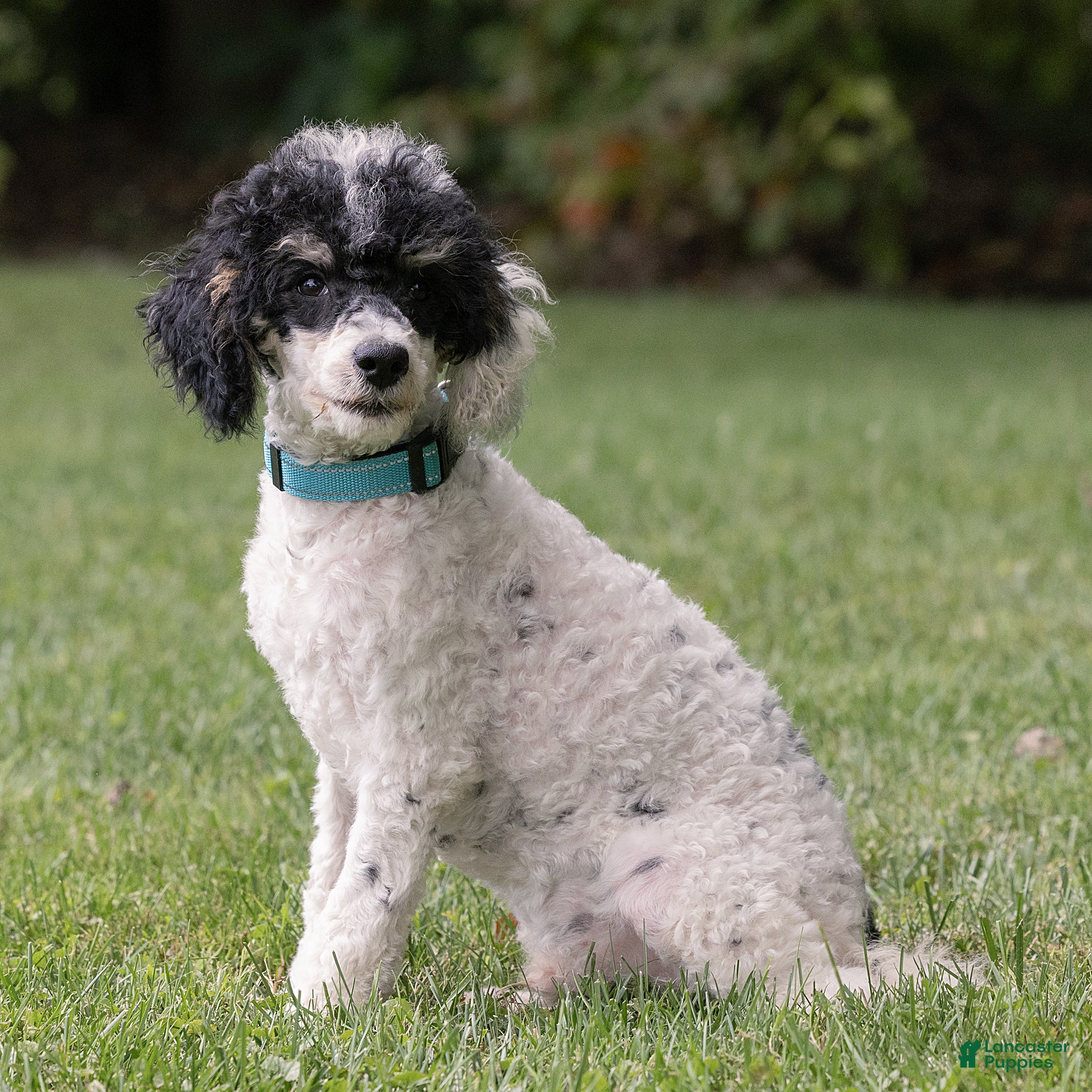 Miniature Poodle dogs Spike Miniature Poodle  - Ad 2