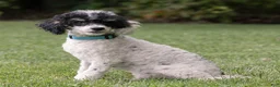 Miniature Poodle dogs for sale: Spike Miniature Poodle  - Ad 2