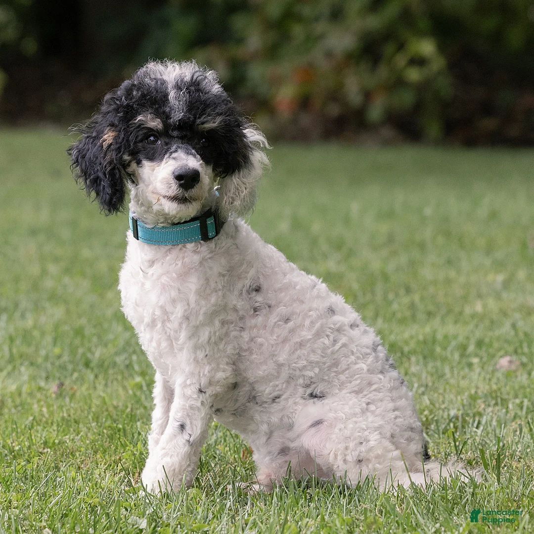 Miniature Poodle dogs for sale: Spike Miniature Poodle  - Ad 2
