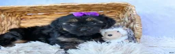 Shorkie dogs for sale: SUSIE - Ad 11
