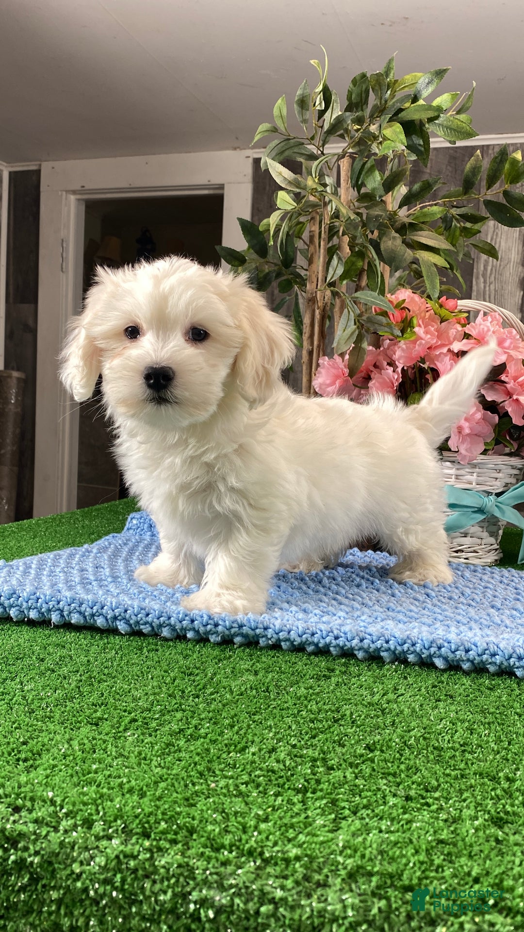 Coton De Tulear dogs for sale: Cole - Ad 2