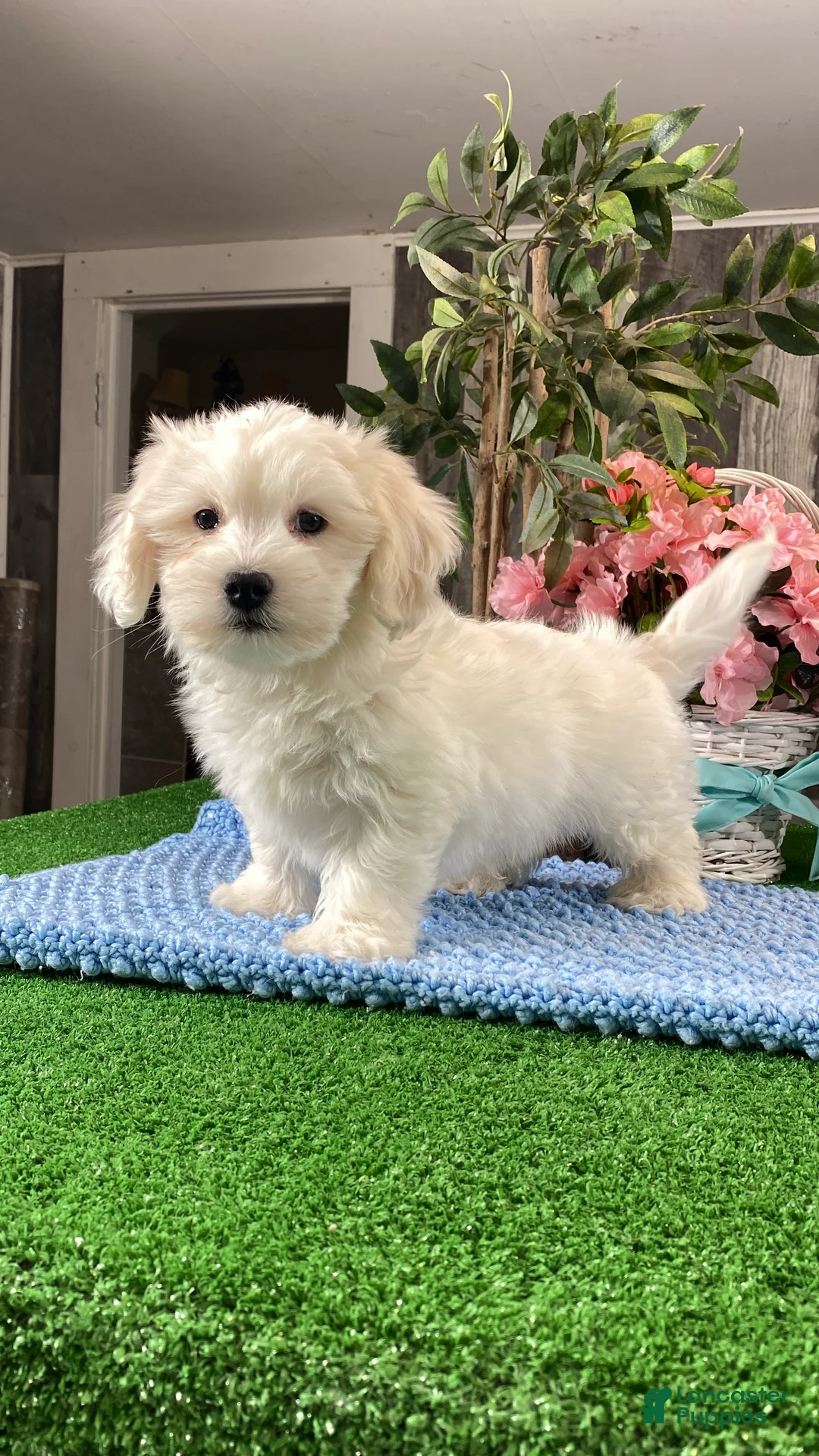 Coton De Tulear dogs for sale: Cole - Ad 2