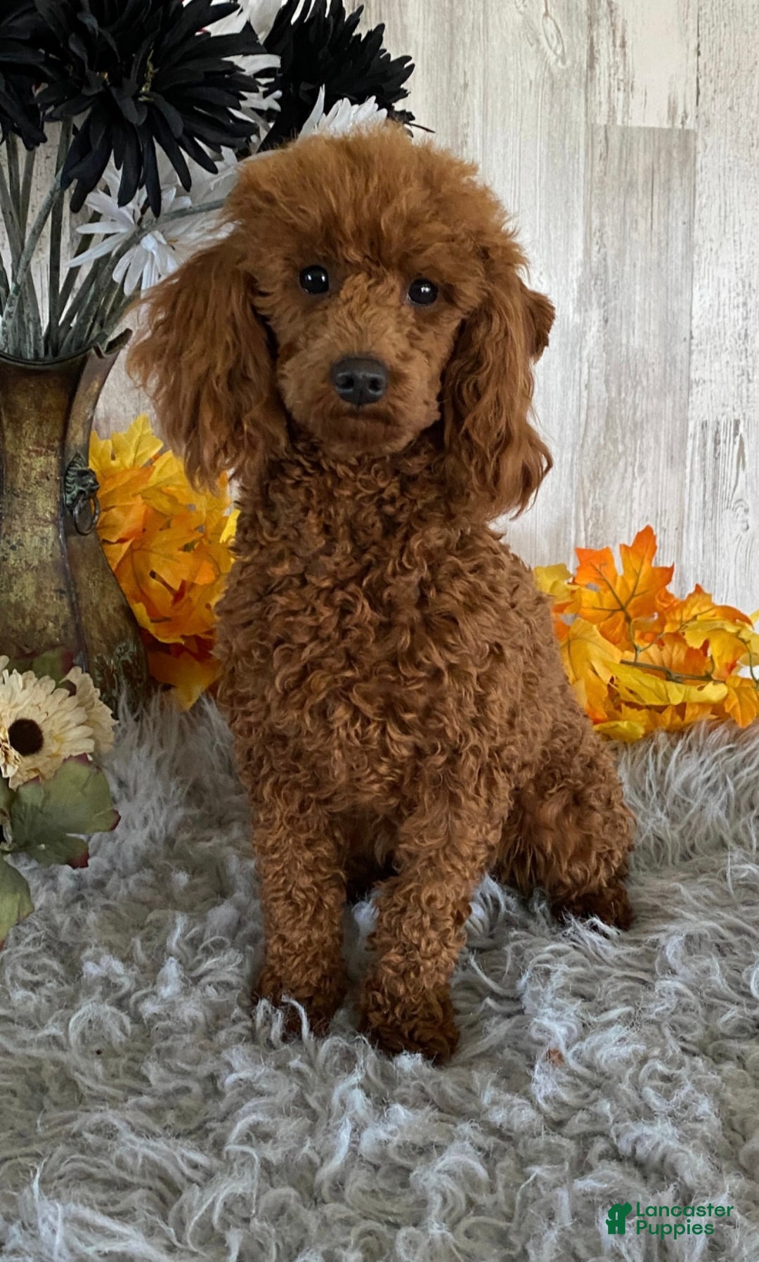 Toy Poodle dogs for sale: Quaker - Ad 5