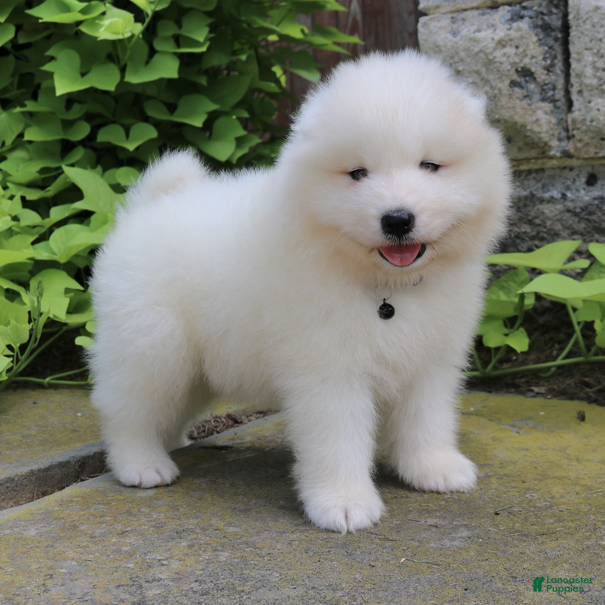 Samoyed dogs Asher - Ad 1