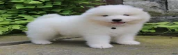 Samoyed dogs for sale: Asher - Ad 1