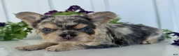French Bulldog dogs for sale: Raptor - Ad 6