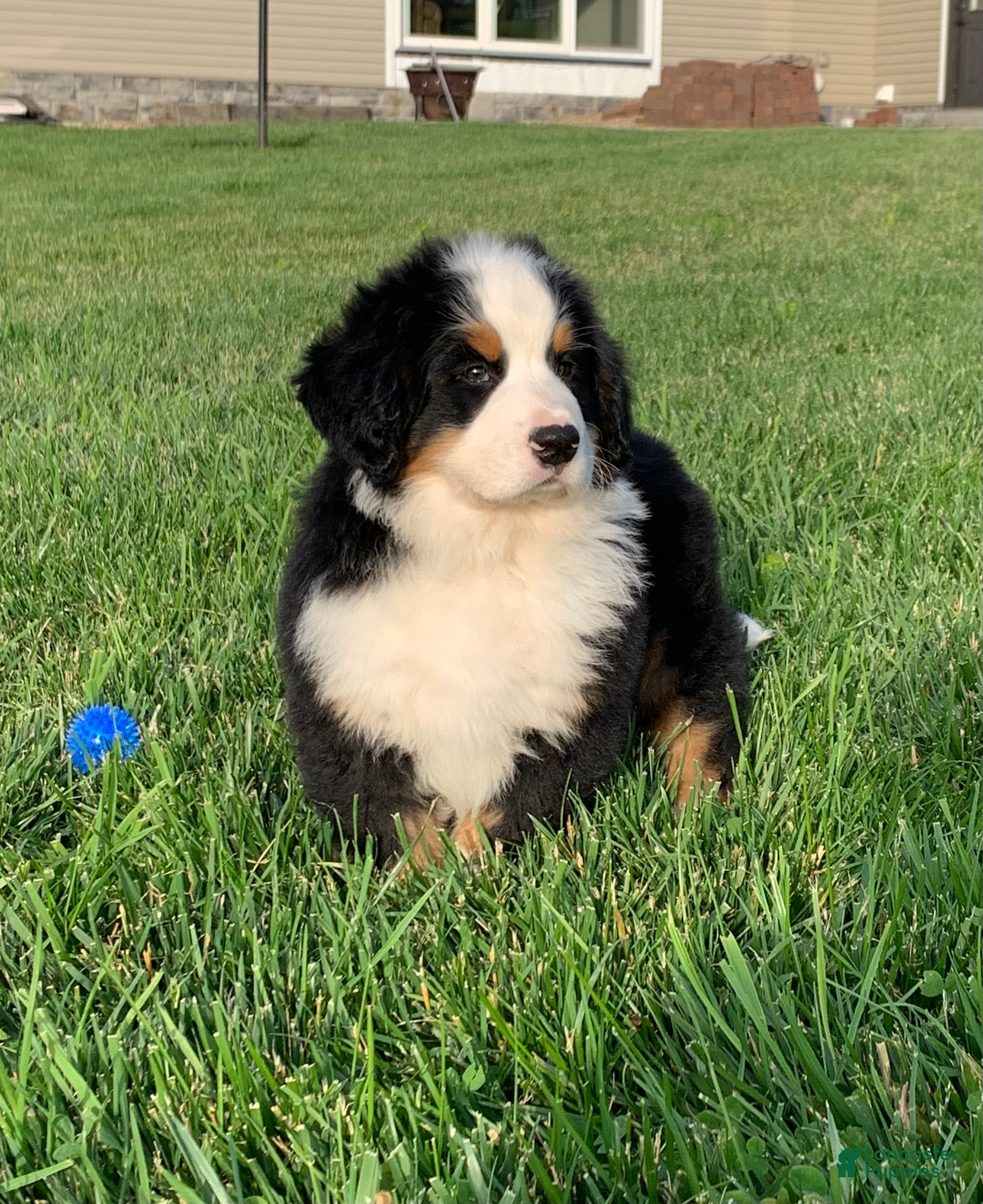 Bernese Mountain Dog dogs Nemo - Ad 1