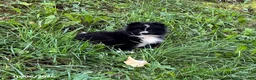 Pomeranian dogs for sale: Buddy - Ad 3