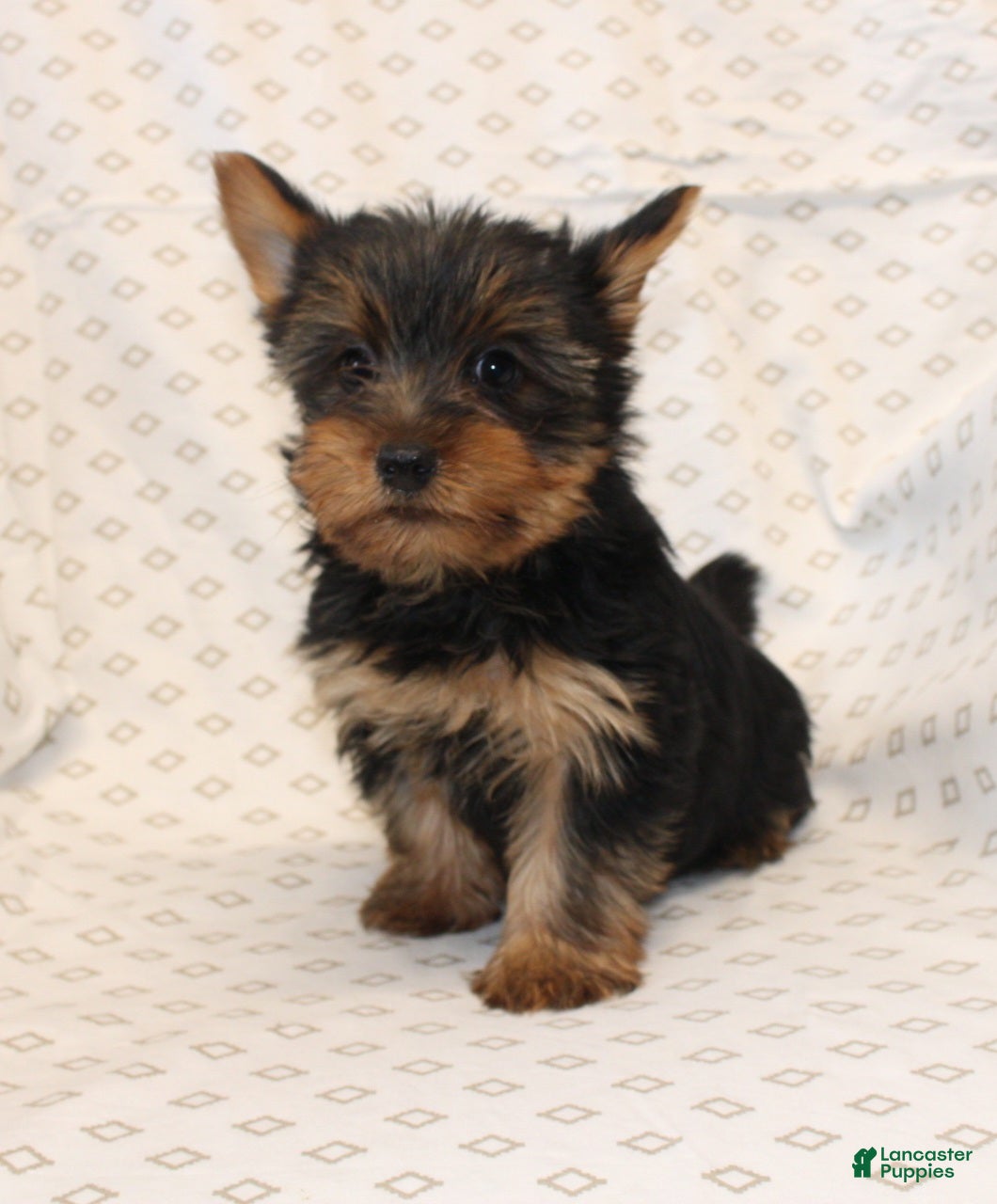 Yorkshire Terrier dogs Diamond - Ad 35