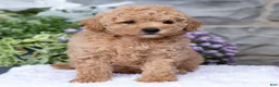 Havapoo dogs for sale: Asher  - Ad 3