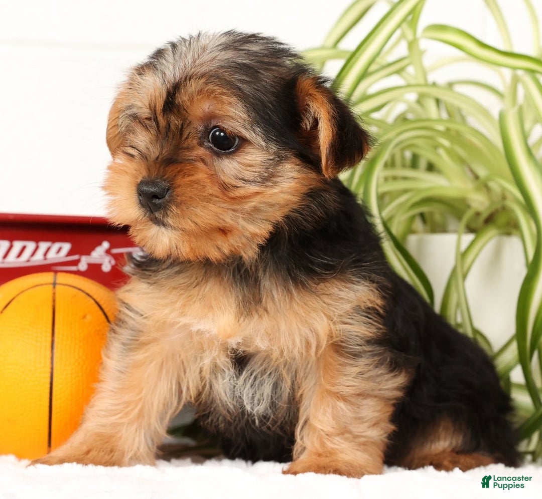 Yorkshire Terrier dogs for sale: Bella - Ad 9