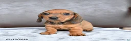 Miniature Dachshund dogs for sale: Champ  - Ad 3