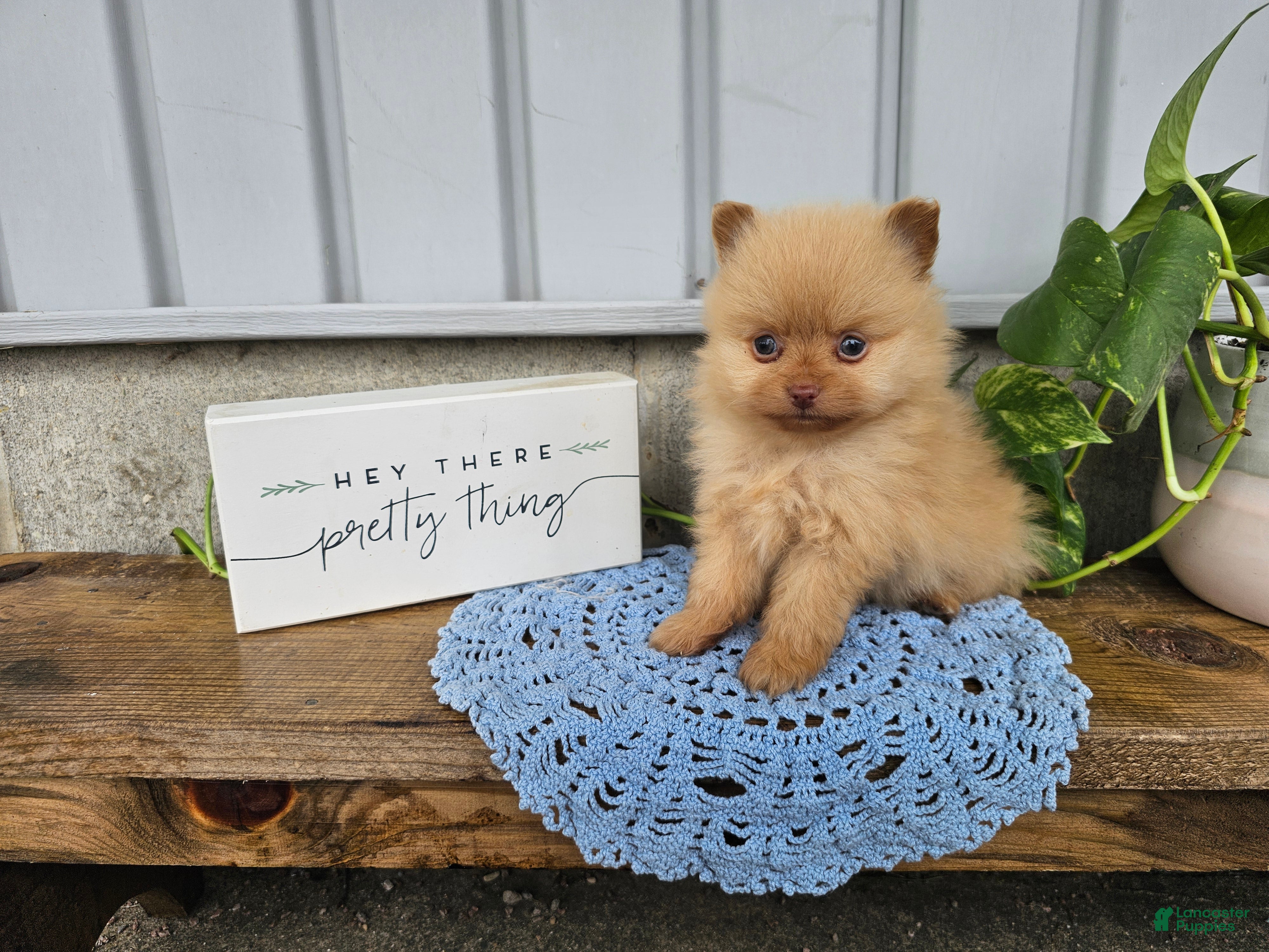 Pomeranian dogs for sale: Marvin - Ad 3