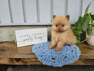 Pomeranian dogs for sale: Marvin - Ad 3