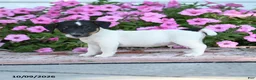Jack Russell Terrier dogs for sale: Friedrich - Ad 3