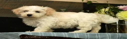 Havanese dogs for sale: Gabby - Ad 4