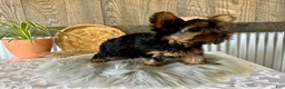 Yorkshire Terrier dogs for sale: Molly - Ad 5