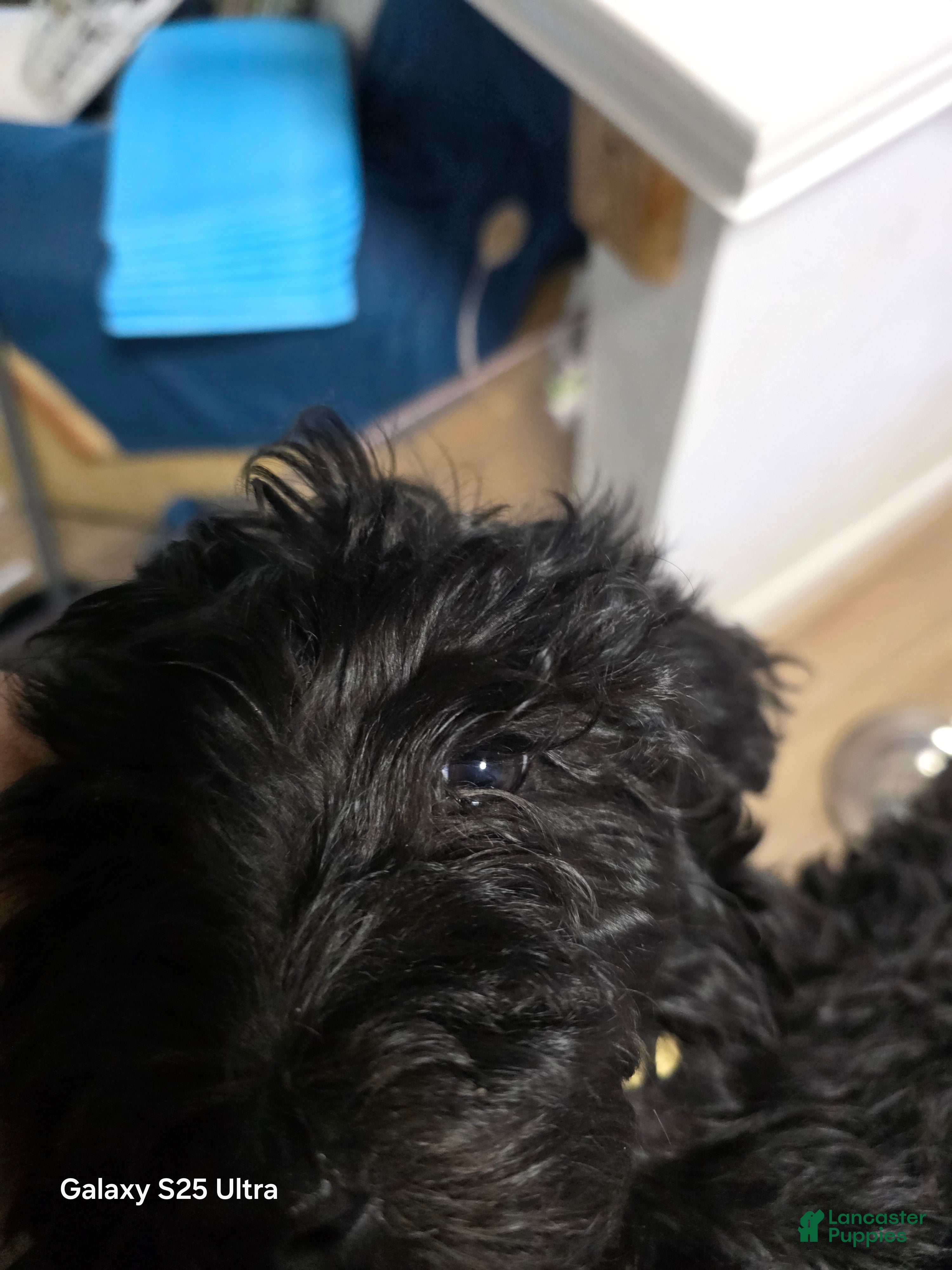 Mini Goldendoodle dogs Mini Goldendoodle 6 - Ad 2