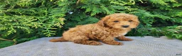 Mini Bernedoodle dogs for sale: Blake - Ad 10